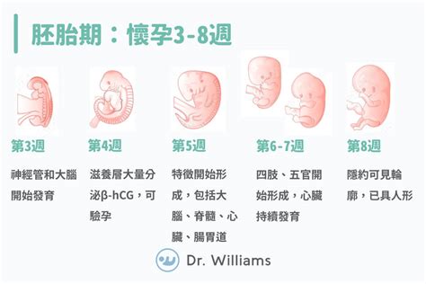 水管有空氣 胚胎發育順序